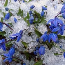 Музыка под снегом