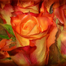 Схема вышивки «розы3 Керол Каваларис»