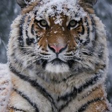 Схема вышивки «Красавчик»