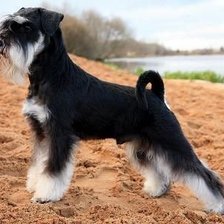 Схема вышивки «Цверг»