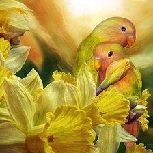 Схема вышивки «попугаи3 К.Каваларис»