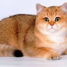 Схема вышивки «кот»