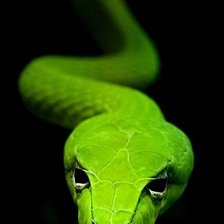 Схема вышивки «Змея»