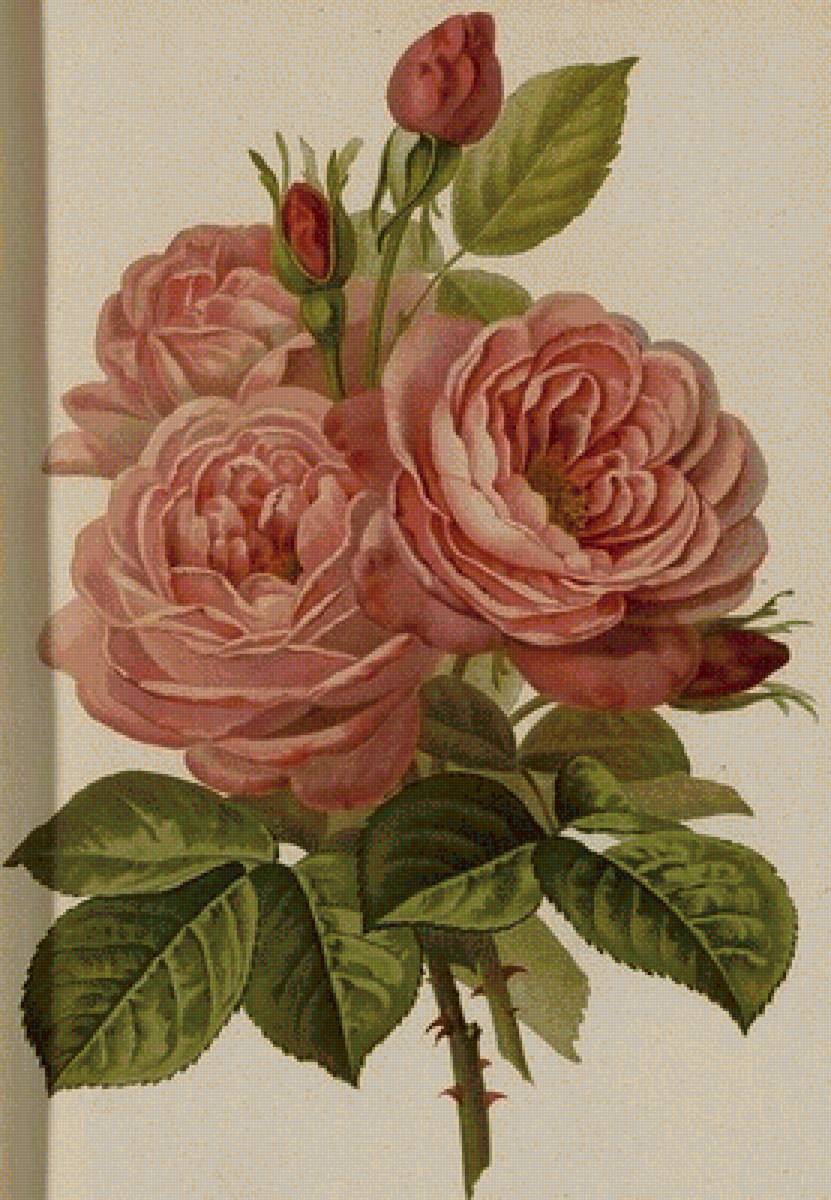 розы - цветы, розы, роза, красота - предпросмотр