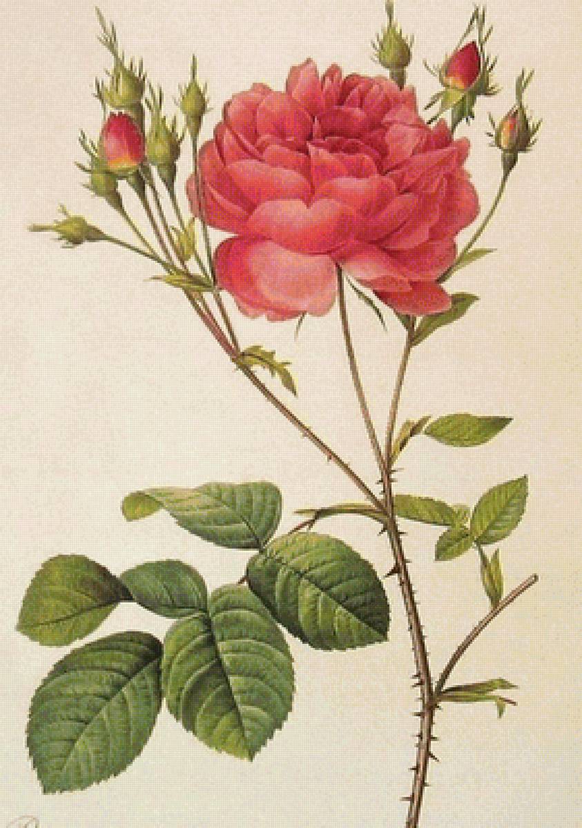 роза - роза, красота, розы, цветы - предпросмотр