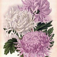 Схема вышивки «Хризантемы»