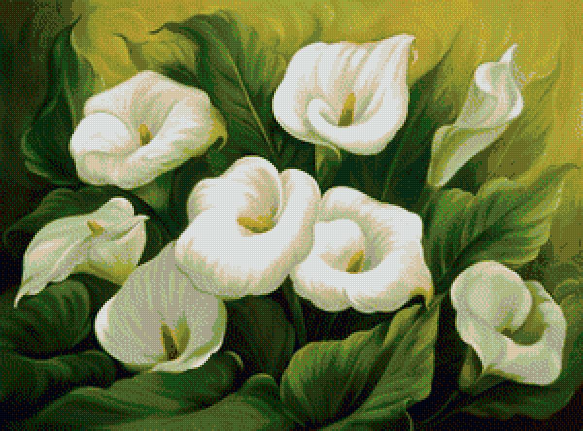 каллы - предпросмотр