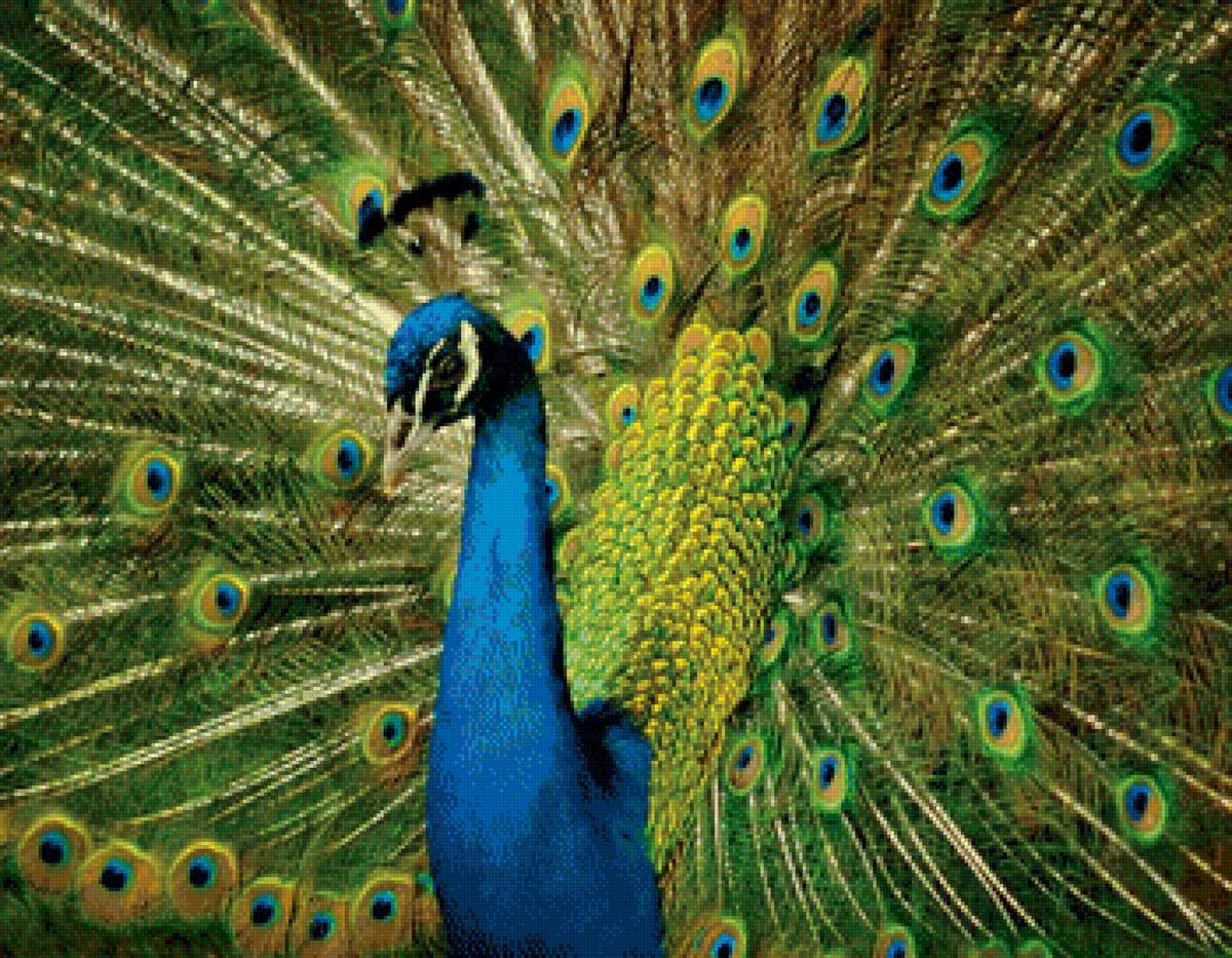 Павлин - павлин, птицы - предпросмотр