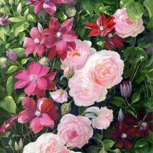Розы и клематисы
