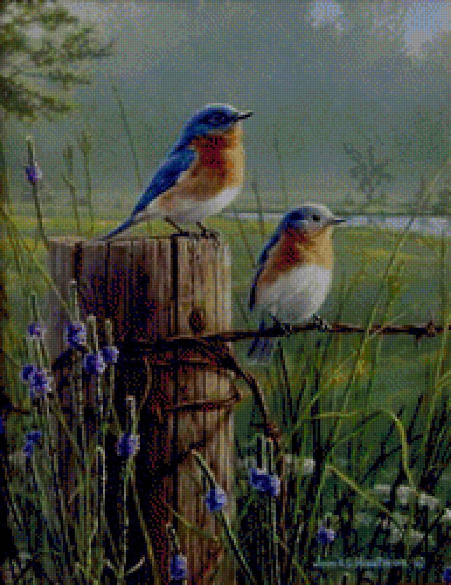 birds - предпросмотр