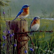 Схема вышивки «birds»