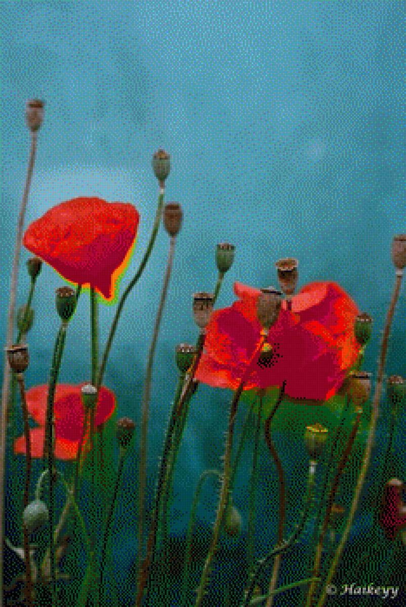 flowers - предпросмотр