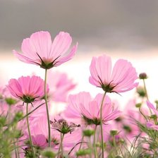 Схема вышивки «flowers»