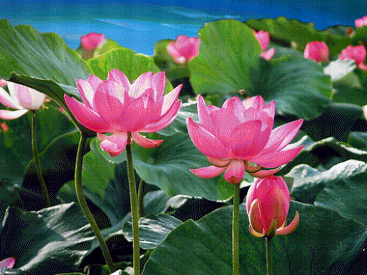 лилии - лилия, лилии - предпросмотр