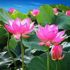 Схема вышивки «лилии»