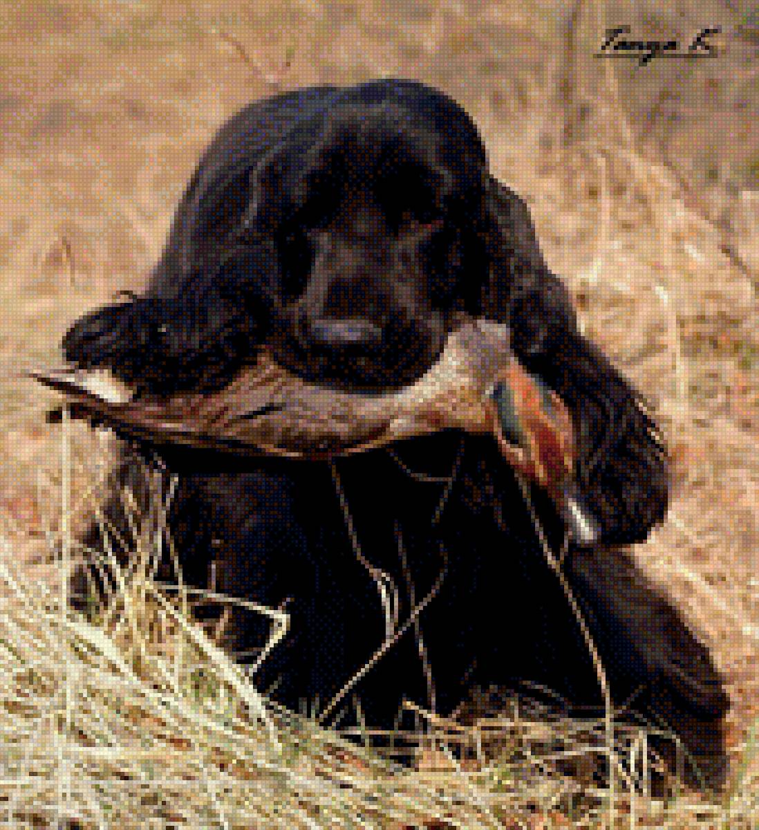 Спаниель на охоте - собака, охота - предпросмотр