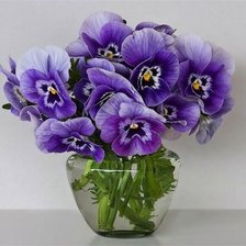 Схема вышивки «анютки»