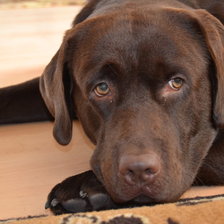 Схема вышивки «Амон»