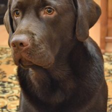 Схема вышивки «Амон»