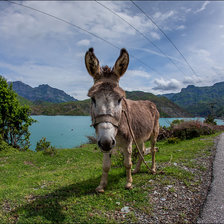 Схема вышивки «ослик»