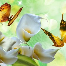 Схема вышивки «Бабочки икаллы»