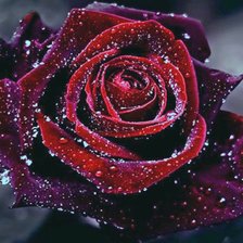 Схема вышивки «Бархатная роза»