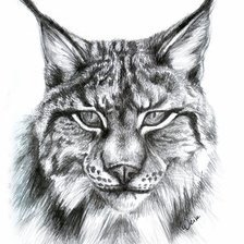 Схема вышивки «рысь карандашом»