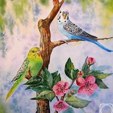 Схема вышивки «Волнистые попугайчики»