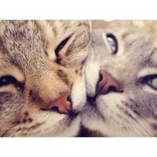 Схема вышивки «Кошки»