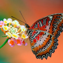 Схема вышивки «Бабочка»