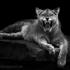 Схема вышивки «черно белое»