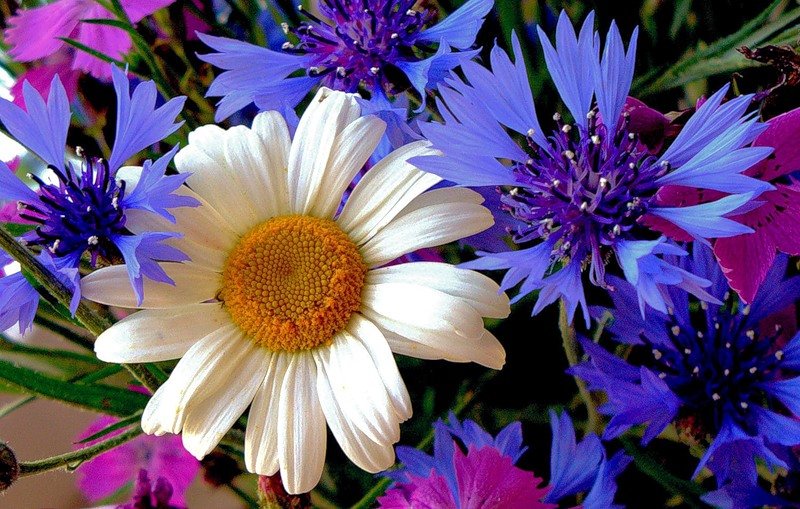 РОМАШКА +ВАСИЛЬКИ - оригинал