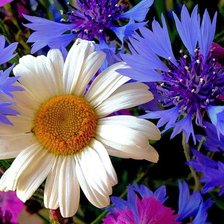 РОМАШКА +ВАСИЛЬКИ