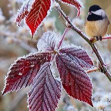 Схема вышивки «Зимние краски»