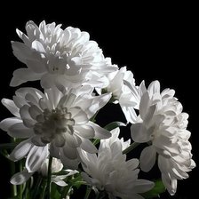 Схема вышивки «цветы»