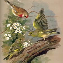 Схема вышивки «Серия "Птицы"»