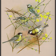 Схема вышивки «Серия "Птицы"»