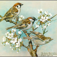 Схема вышивки «Серия "Птицы"»