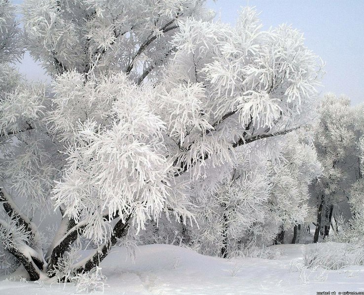 Красавица зима - природа, зима - оригинал