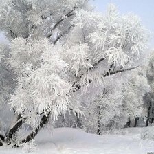 Схема вышивки «Красавица зима»