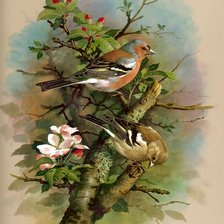 Схема вышивки «Серия "Птицы"»