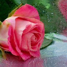 Схема вышивки «№1404301»