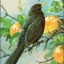 Схема вышивки «Серия "Птицы"»