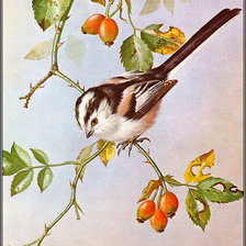 Схема вышивки «Серия "Птицы"»