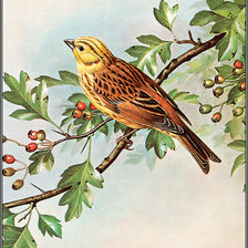 Схема вышивки «Серия "Птицы"»