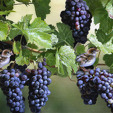 Схема вышивки «Серия "Птицы"»