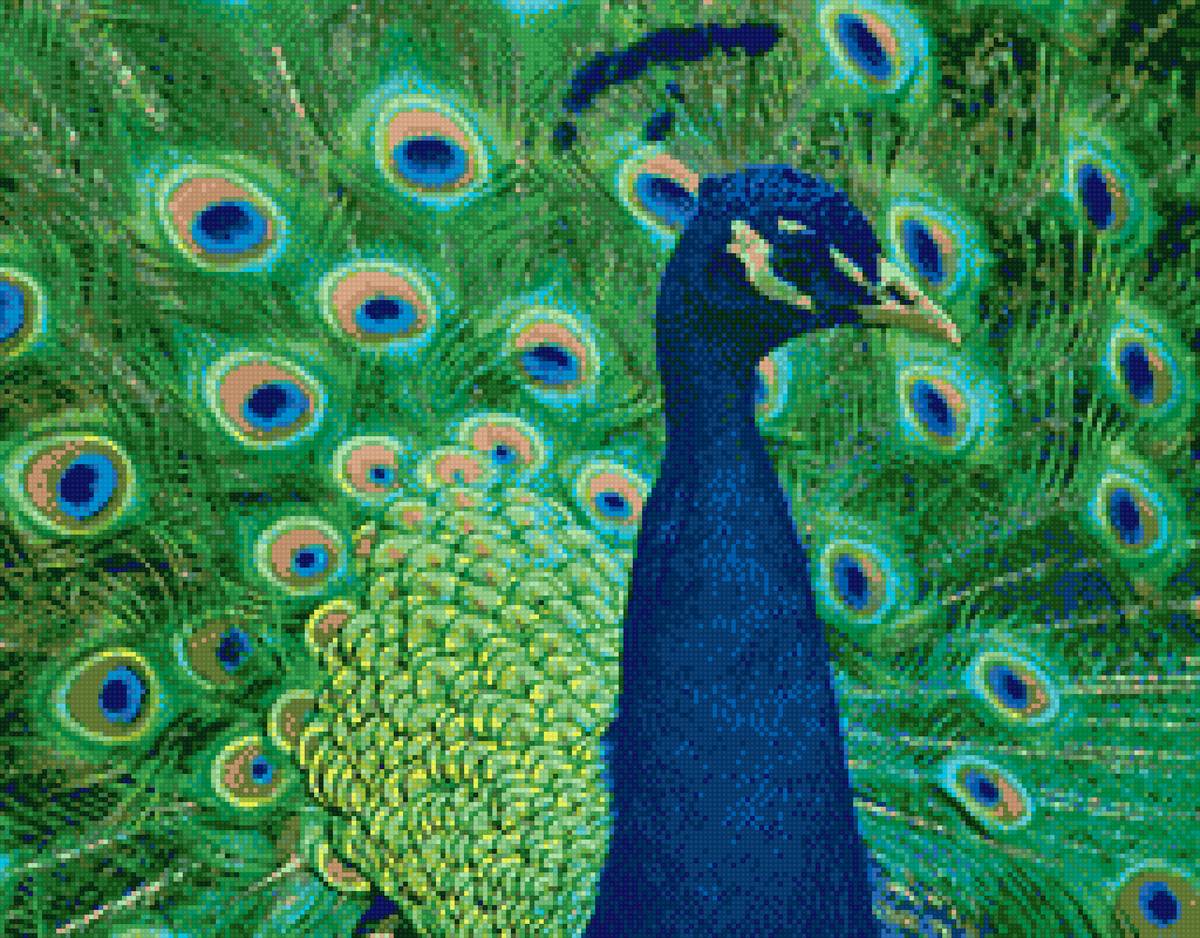 Павлин - птицы, павлин, павлиний хвост, животные - предпросмотр