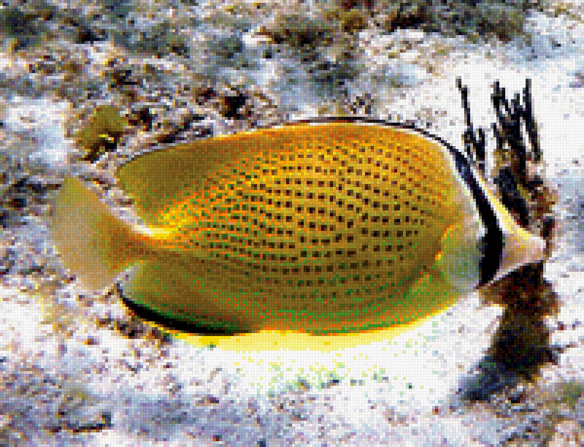 Рыбка - подводный мир, рыбка - предпросмотр