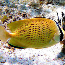 Схема вышивки «Рыбка»