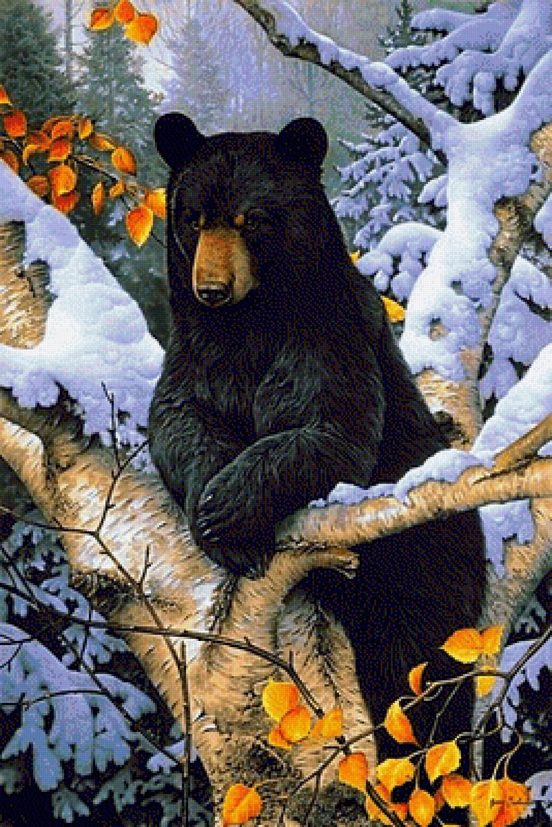 мишка - природа, пейзаж, животные, зима - предпросмотр